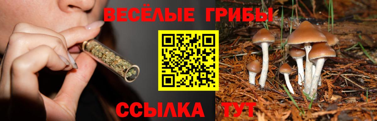 Псилоцибиновые грибы Cubensis Ульяновск